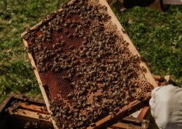brown and black bee on brown wooden frame