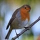 bird on tree branch