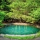a pond surrounded by trees in the middle of a forest