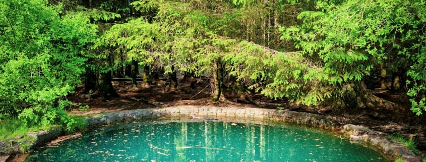 a pond surrounded by trees in the middle of a forest