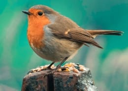 brown and orange bird on brown tree branch