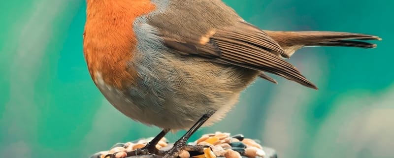 brown and orange bird on brown tree branch