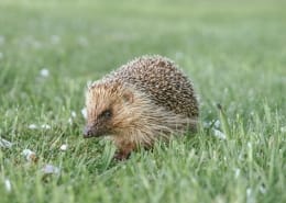 A hedgehog walks through the grassy meadow