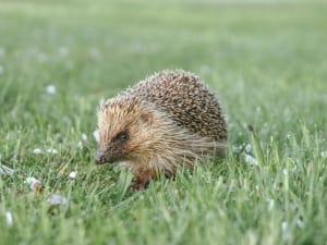A hedgehog walks through the grassy meadow