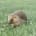 A hedgehog walks through the grassy meadow