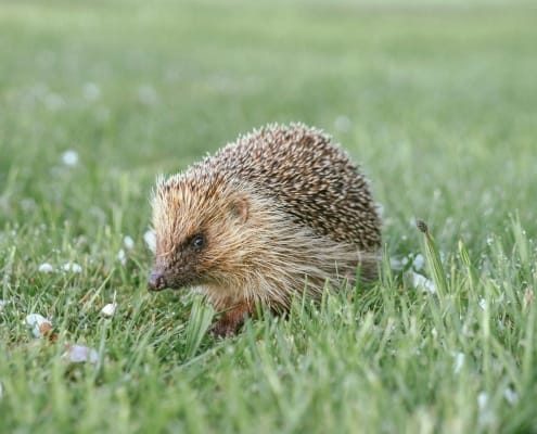 A hedgehog walks through the grassy meadow