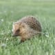 A hedgehog walks through the grassy meadow